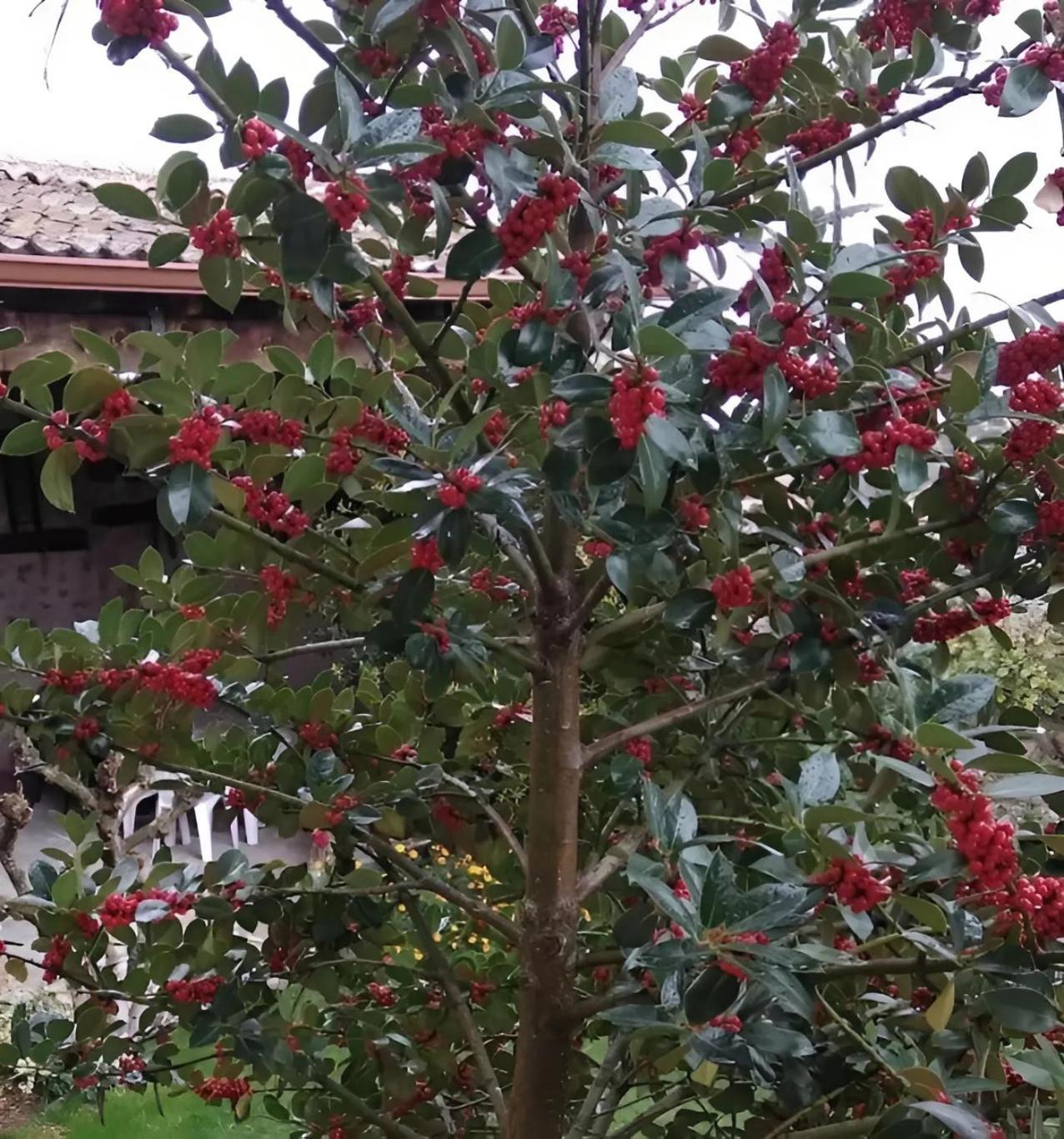 Casa Rural El Fresno Del Abuelo La Cuesta  Zewnętrze zdjęcie